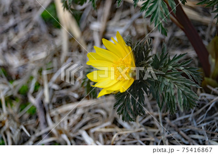 福寿草の花 75416867