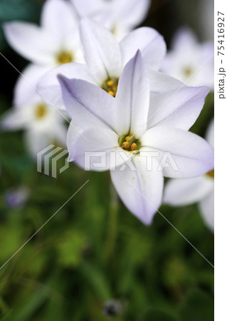 春に咲く白いハナニラの花 75416927