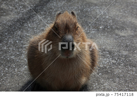 カピバラ カピバラ 75417118