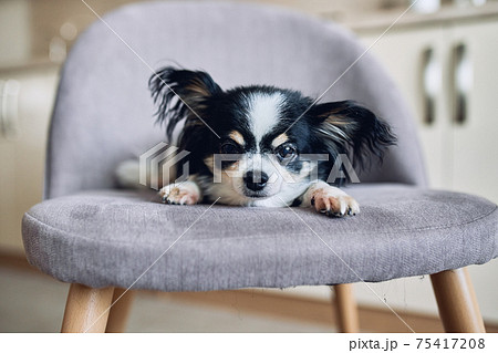 Close-up of the head of a small black and white dog Chihuahua. 75417208