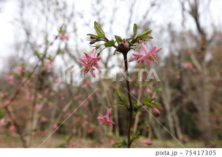 Red lonicera gracilipes flowers in full bloom. Red lonicera gracilipes flowers in full bloom. 75417305