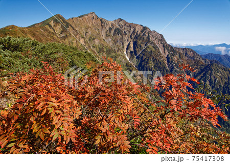 ナナカマドの紅葉と鹿島槍ヶ岳 75417308