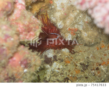 フィリピン　アニラオのウコンハネガイ 75417633