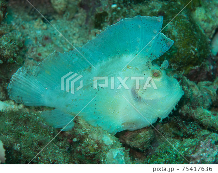 ハダカハオコゼ(フィリピン、アニラオ) ハダカハオコゼ(フィリピン、アニラオ) 75417636