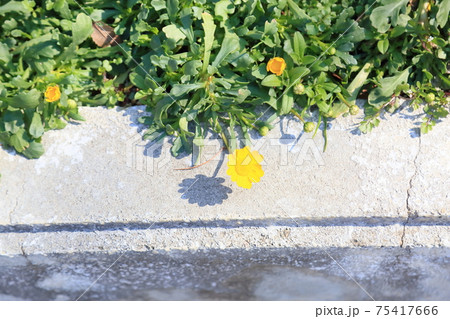 ヒメリュウキンカの花 75417666