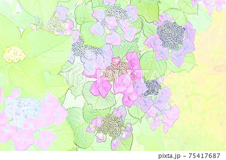 紫陽花 紫陽花 75417687