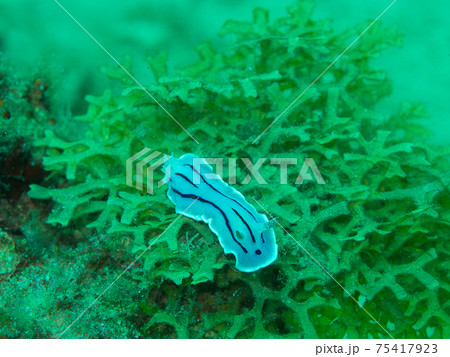 海藻の上のミゾレウミウシ（フィリピン、アニラオ） 75417923
