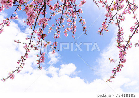 三重県松阪市　青空に映える笠松河津桜の枝 75418185