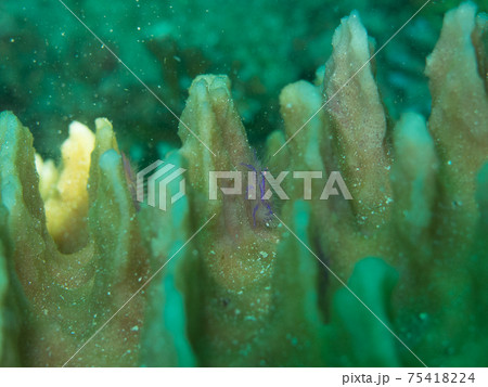 サクラコシオリエビ、ピンクスクワットロブスター（フィリピン、アニラオ） 75418224