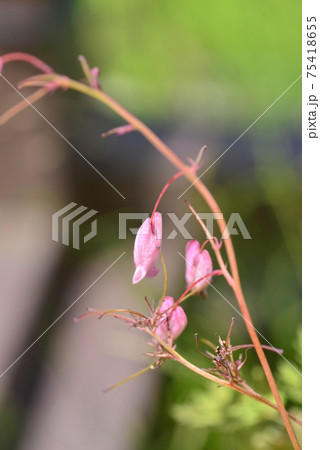 淡い紅色のハート形の花 75418655