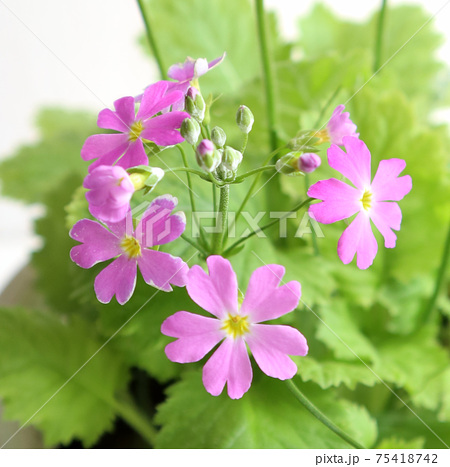 西洋サクラソウの鉢植えの写真素材