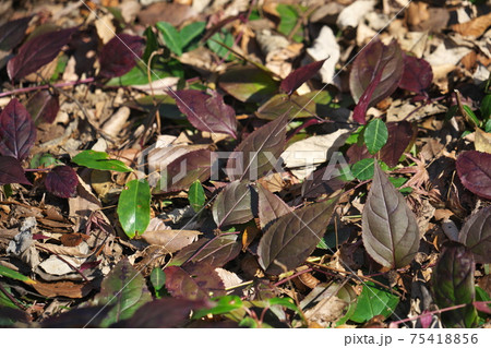 トラノオスズカケ 冬に紅葉する植物です 2月撮影 トラノオスズカケ 冬に紅葉する植物です 2月撮影 75418856