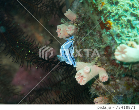 ミゾレウミウシ(フィリピン、アニラオ) ミゾレウミウシ(フィリピン、アニラオ) 75418971