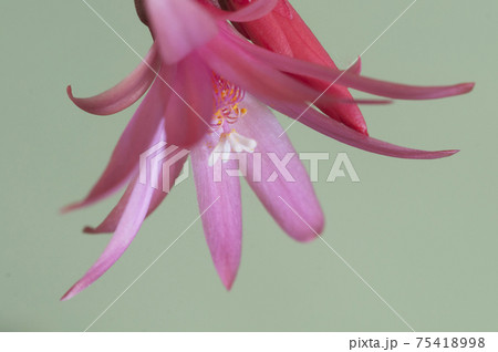 Easter cactus flower on a green background, close up shot 75418998