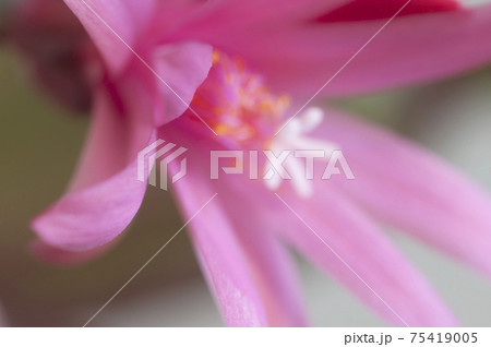 Easter cactus flower on a green background, close up shot Easter cactus flower on a green background, close up shot 75419005