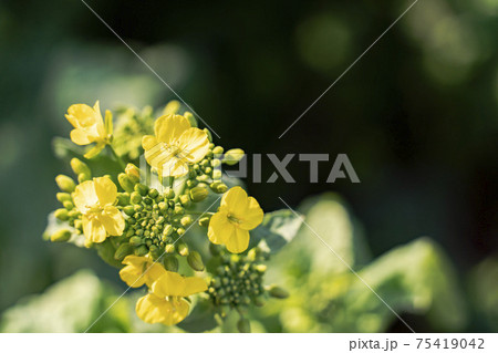 春の花 1茎の菜の花の写真素材