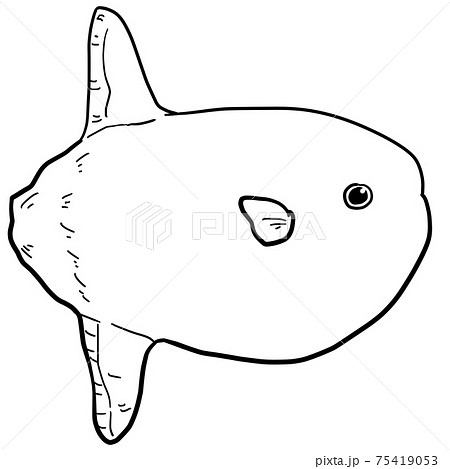 シンプルなヤリマンボウの線画イラスト シンプルなヤリマンボウの線画イラスト 75419053