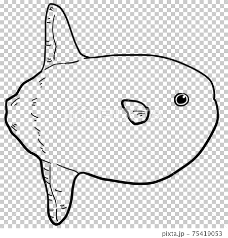 シンプルなヤリマンボウの線画イラスト シンプルなヤリマンボウの線画イラスト 75419053
