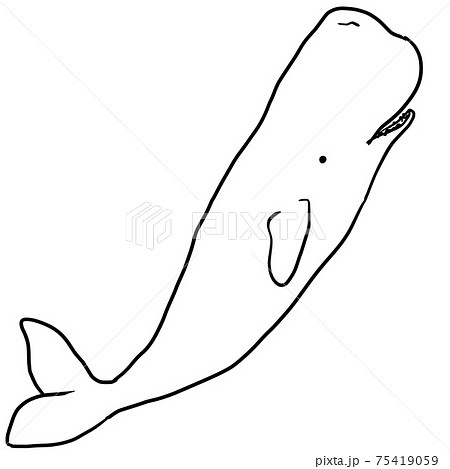 シンプルなマッコウクジラの線画イラストのイラスト素材
