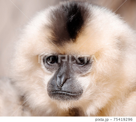 primate Yellow-cheeked gibbon, Nomascus gabriellae primate Yellow-cheeked gibbon, Nomascus gabriellae 75419296