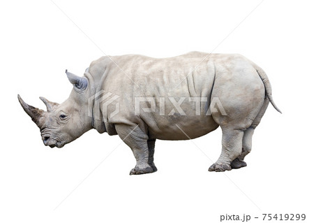 Rhino rhinoceros isolated on white background. 75419299