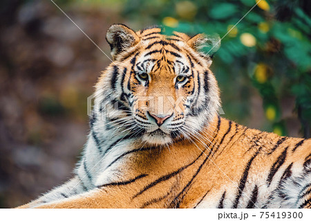 Siberian tiger, Panthera tigris altaica 75419300