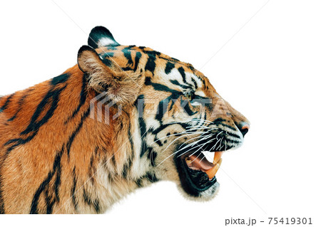 Sumatran Tiger, Panthera tigris sumatrae isolated on white 75419301