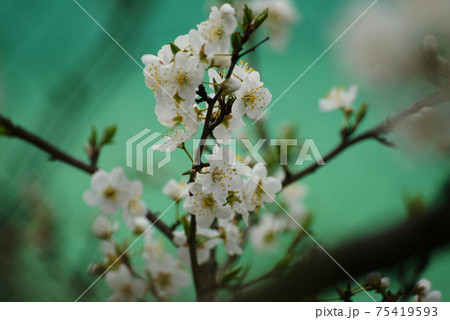 スモモの花 75419593