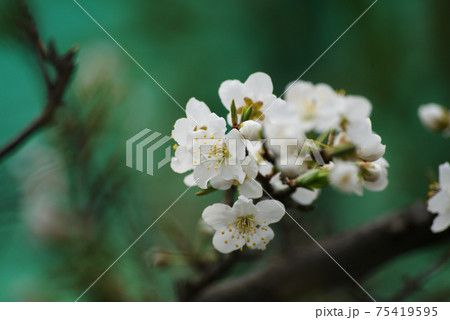 スモモの花 75419595