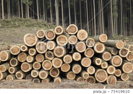 森林伐採 山を切り開くイメージ 積み上げられた木 森林伐採 山を切り開くイメージ 積み上げられた木 75419610