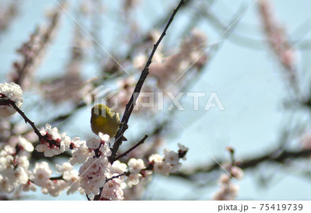 満開のサクラの蜜を吸うめじろ・春の訪れイメージ 満開のサクラの蜜を吸うめじろ・春の訪れイメージ 75419739