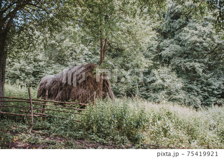 nature 75419921