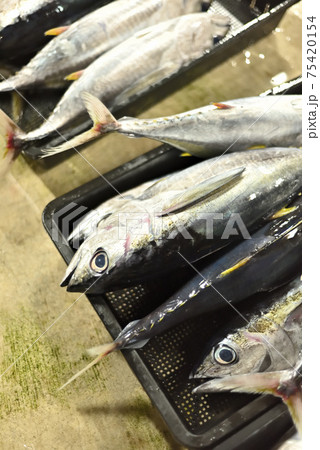 早朝のセリ市場 75420154