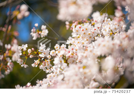 桜 桜 75420237
