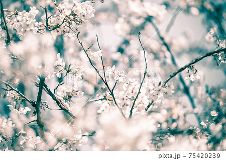 桜 桜 75420239