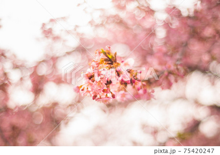 桜 75420247