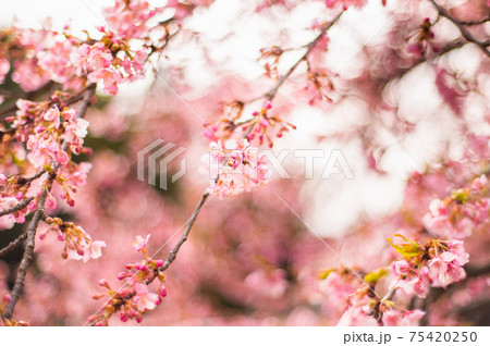桜 桜 75420250