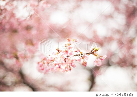 桜 桜 75420338