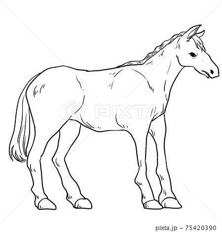 リアルな馬の線画イラストのイラスト素材