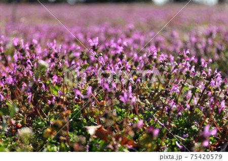 きれいな草花 ホトケノザ きれいな草花 ホトケノザ 75420579