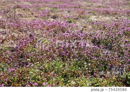 きれいな草花　ホトケノザ 75420580