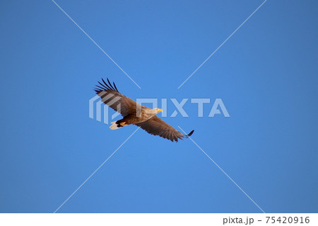 オジロワシ30 オジロワシ30 75420916