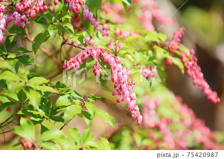 アセビの花 アセビの花 75420987