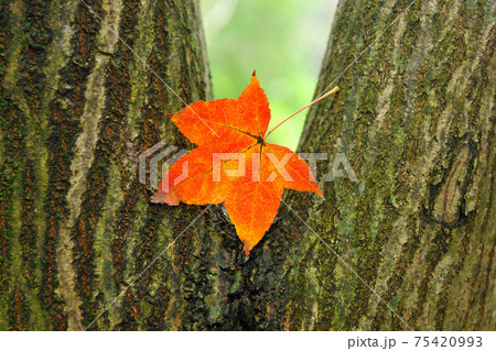 台湾 秋 あき 75420993