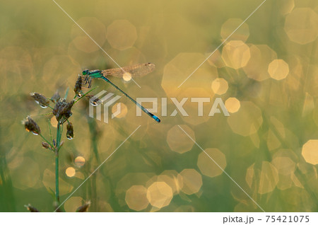 朝つゆの光の中にイトトンボが 朝つゆの光の中にイトトンボが 75421075