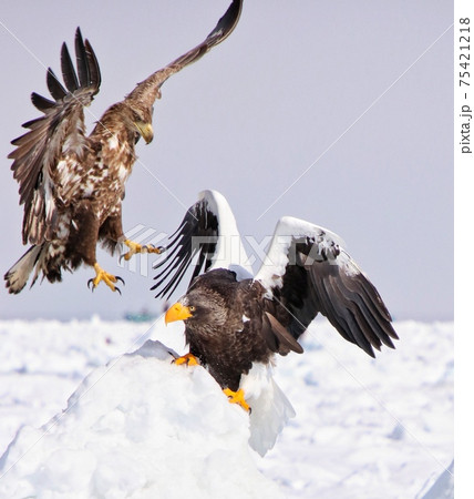 オジロワシ102 75421218