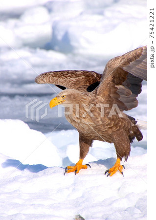 オジロワシ105 75421221