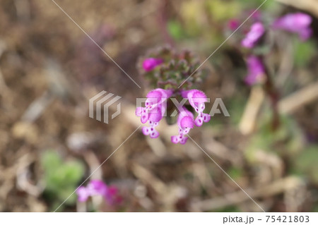 冬の野原に咲くホトケノザのピンクの花 冬の野原に咲くホトケノザのピンクの花 75421803