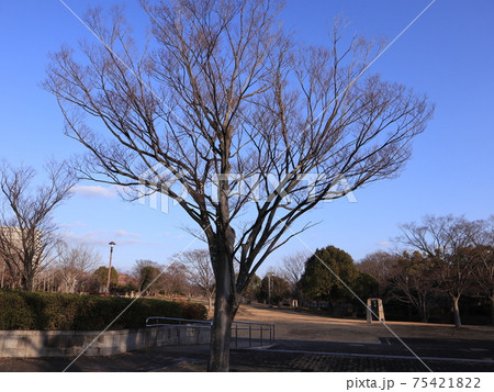 冬の夕方  西神中央公園  75421822