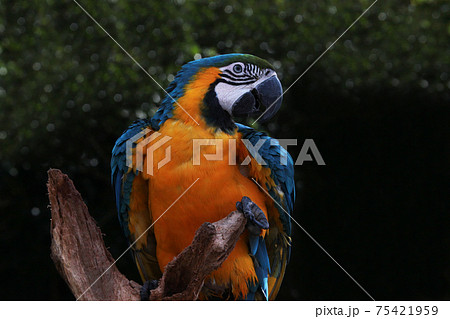 ルリコンゴウインコ 75421959